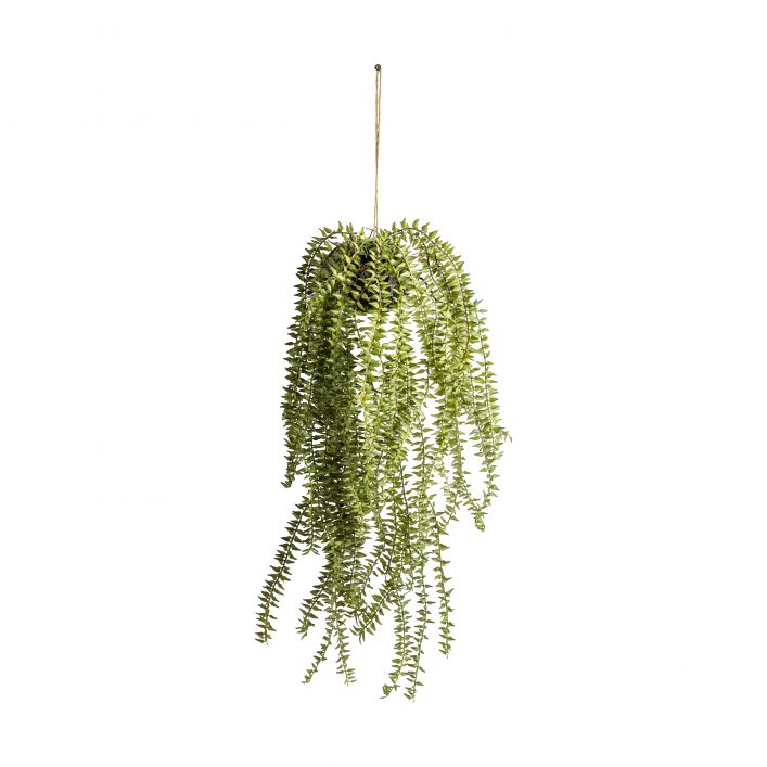 Hanging Cactus Horsetail