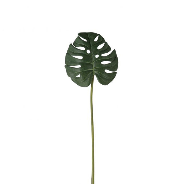 Green Monstera Leaf