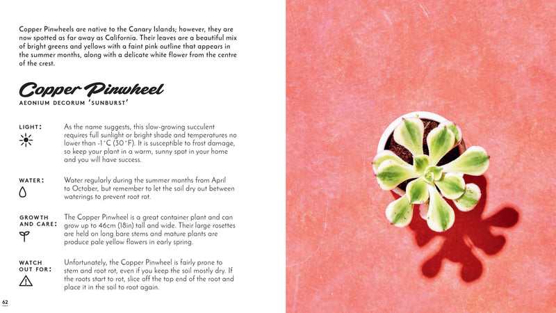 Little Book of Cacti