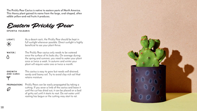 Little Book of Cacti